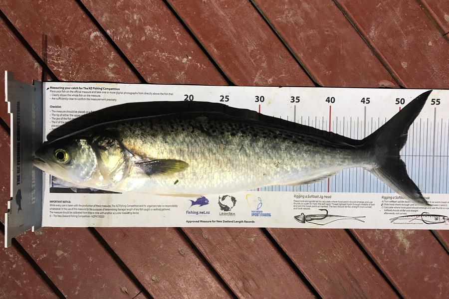 Kraig Steiner caught this 50.0cm Kahawai at Northland during The Export NZ Fishing Competition