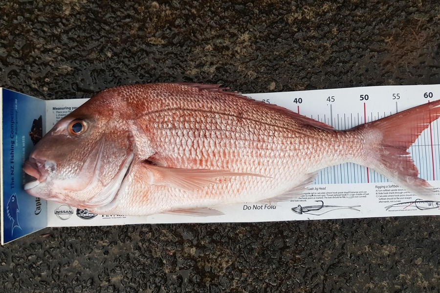 Charles Gray caught this 56.0cm Snapper at Auckland during The Export NZ Fishing Competition