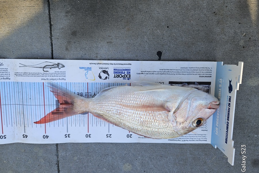 Joe Buhagiar caught this 36.0cm Snapper at Auckland during The Export NZ Fishing Competition