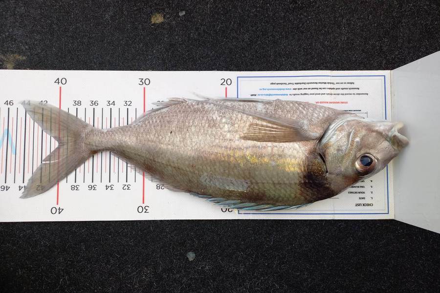 Michelle Venables caught this 40.0cm Tarakihi at Northland during The Export NZ Fishing Competition
