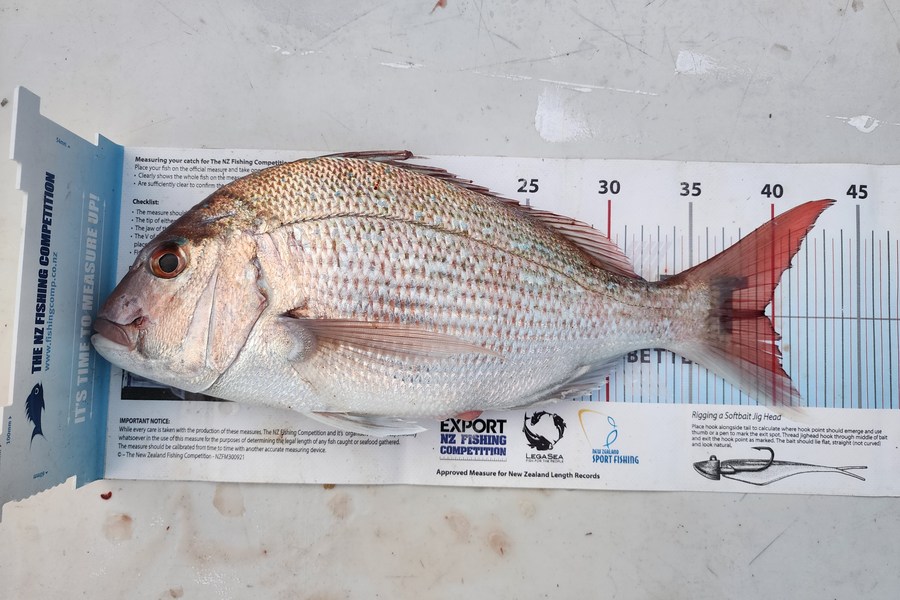 Dan Hunia caught this 39.5cm Snapper at Taranaki during The Export NZ Fishing Competition