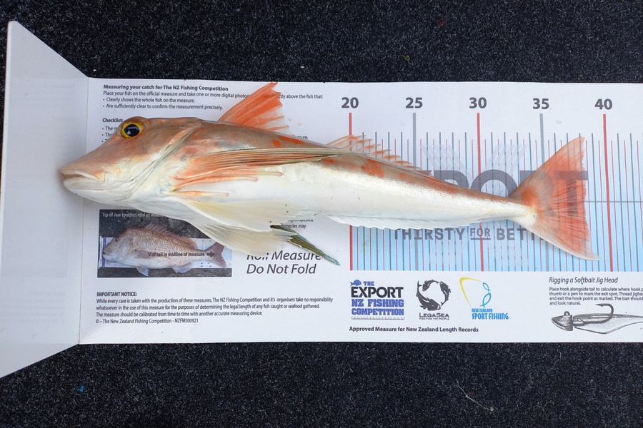 Andrew Tohu caught this 38.0cm Gurnard at Northland during The Export NZ Fishing Competition