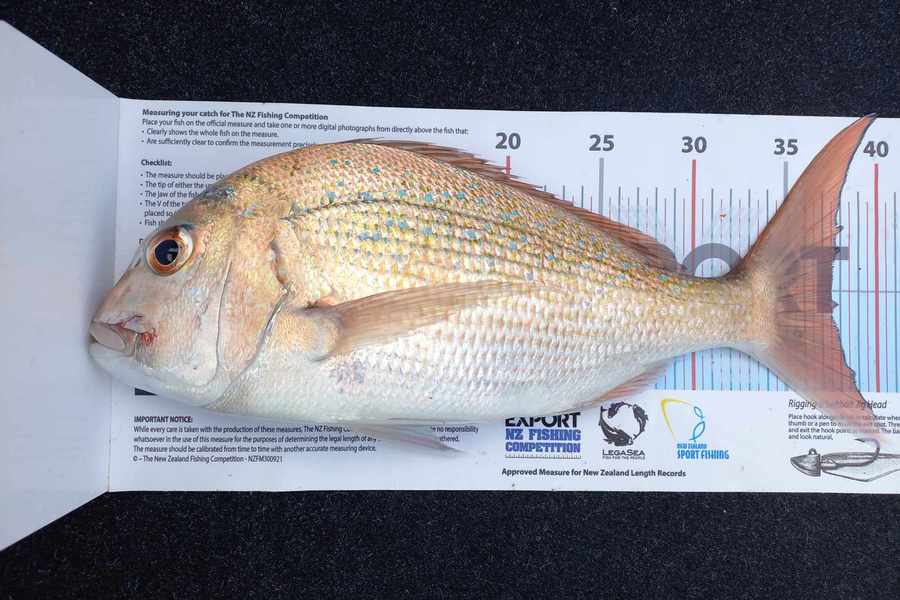 Michelle Venables caught this 37.5cm Snapper at Northland during The Export NZ Fishing Competition