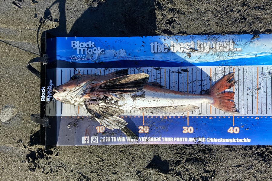 Lyndon  Keat caught this 40.0cm Gurnard at Taranaki during The Export NZ Fishing Competition