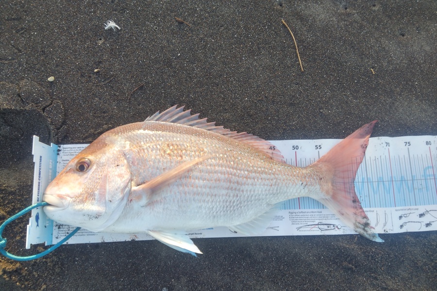 Richard Cash caught this 62.0cm Snapper at Manawatu during The Export NZ Fishing Competition