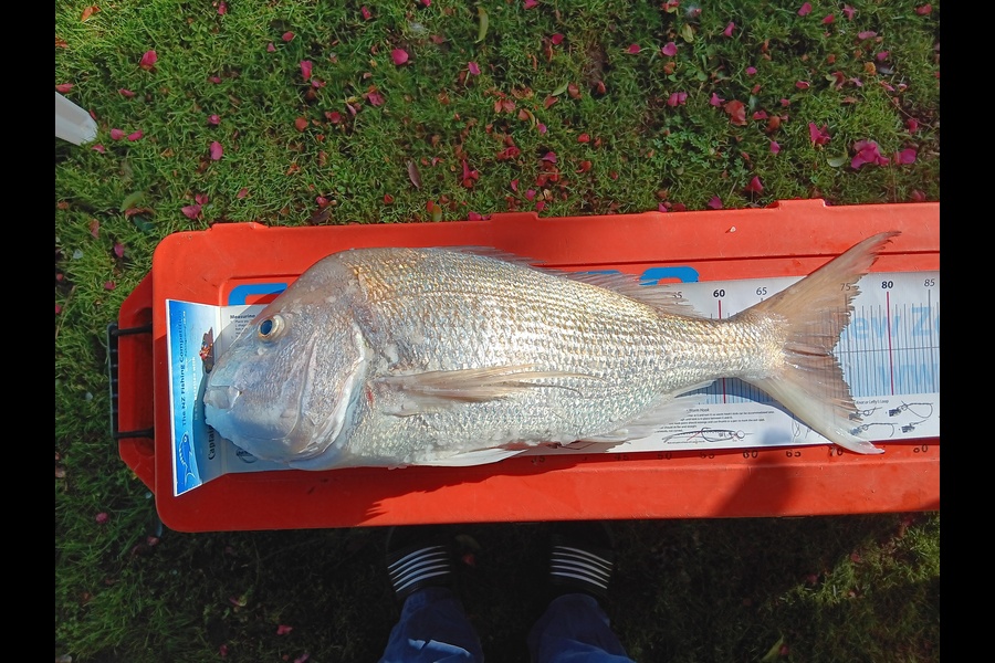 Ivo Jurisich caught this 72.5cm Snapper at Auckland during The Export NZ Fishing Competition