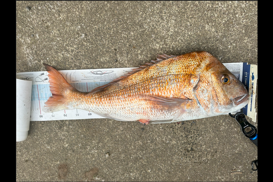 Jun Lin caught this 74.5cm Snapper at Auckland during The Export NZ Fishing Competition
