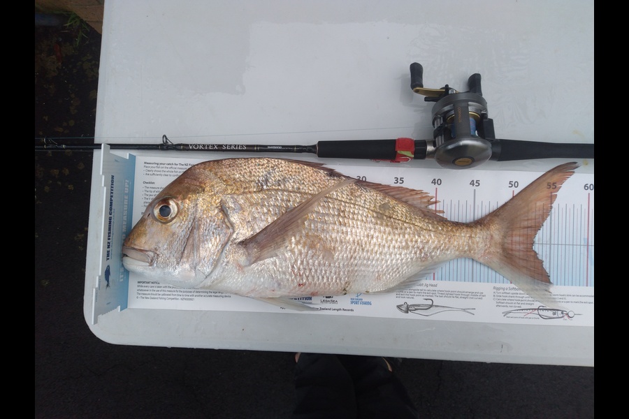 Werner Oosthuizen caught this 52.5cm Snapper at Auckland during The Export NZ Fishing Competition