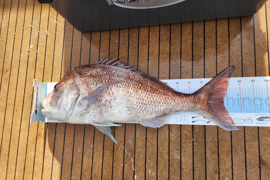 Jesse Crasborn caught this 83.5cm Snapper at Nelson/Marlborough during The Export NZ Fishing Competition