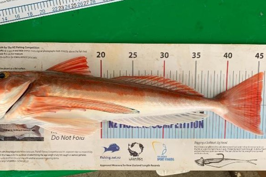 John Ra caught this 45.5cm Gurnard at Northland during The Export NZ Fishing Competition