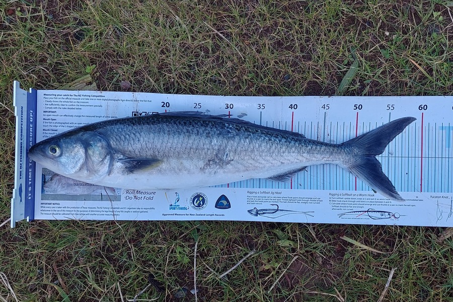 Janet Attwood caught this 53.0cm Kahawai at Northland during The Export NZ Fishing Competition