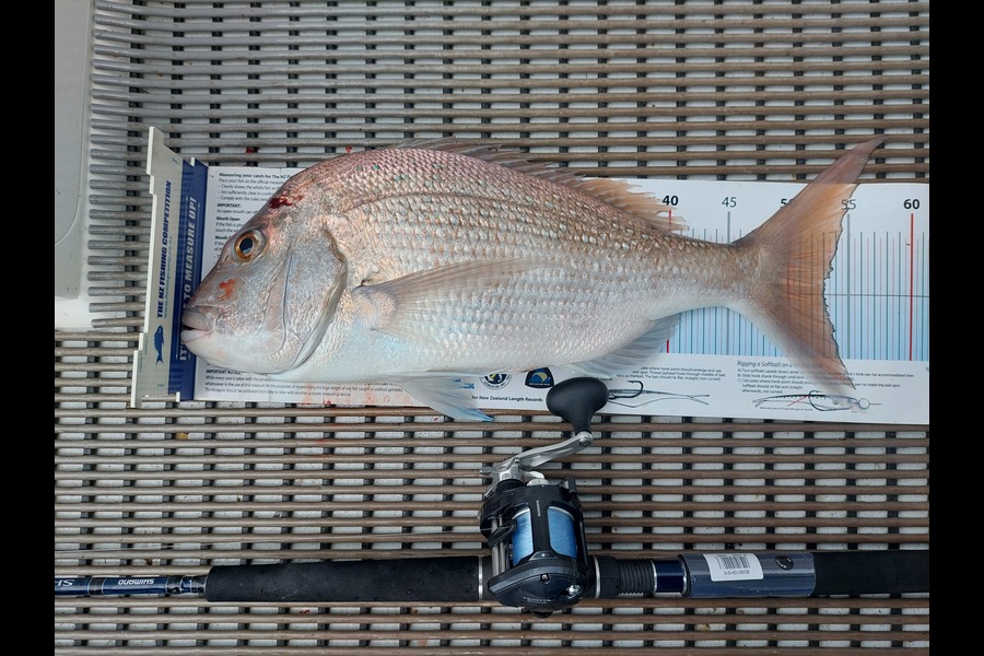 Janet Attwood caught this 53.0cm Snapper at Northland during The Export NZ Fishing Competition