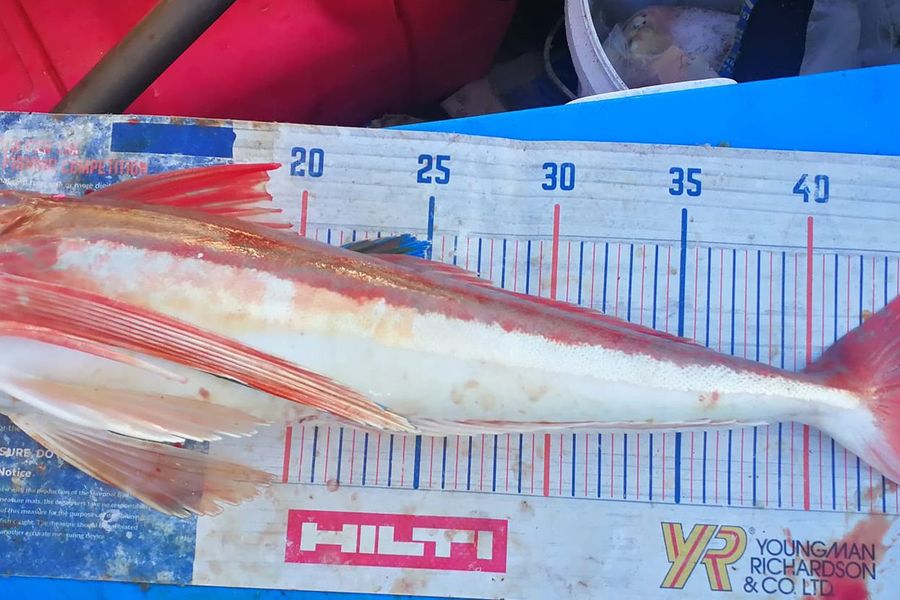 Leigh Page caught this 47.5cm Gurnard at Wellington during The Export NZ Fishing Competition