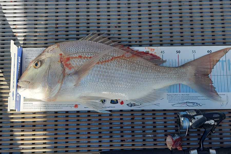 Olga Rachkovskaia caught this 59.0cm Snapper at Northland during The Export NZ Fishing Competition