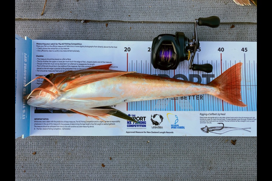 Kevin Brockhurst caught this 43.5cm Gurnard at Nelson/Marlborough during The Export NZ Fishing Competition
