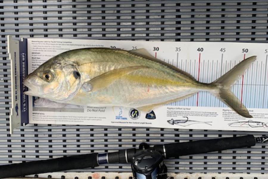 Stephen Attwood caught this 47.0cm Trevally at Northland during The Export NZ Fishing Competition