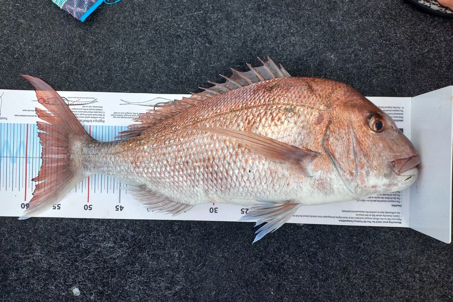 Andrew Tohu caught this 57.5cm Snapper at Northland during The Export NZ Fishing Competition