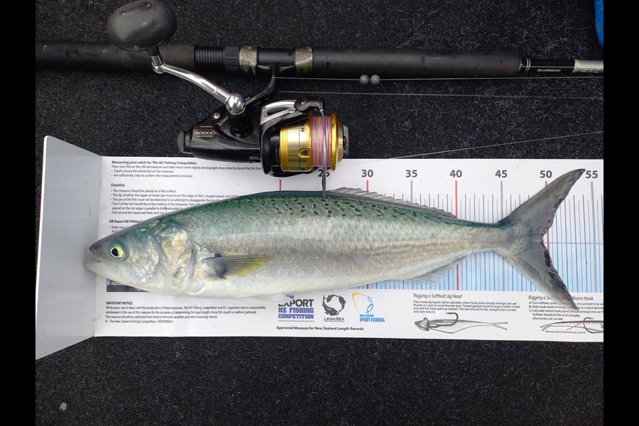 Andrew Tohu caught this 49.0cm Kahawai at Northland during The Export NZ Fishing Competition