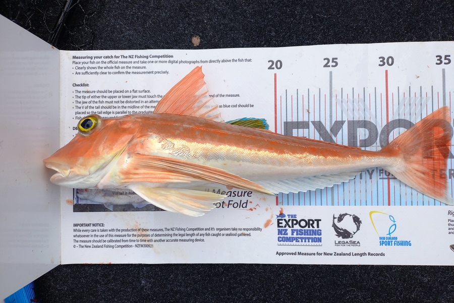 Andrew Tohu caught this 35.0cm Gurnard at Northland during The Export NZ Fishing Competition