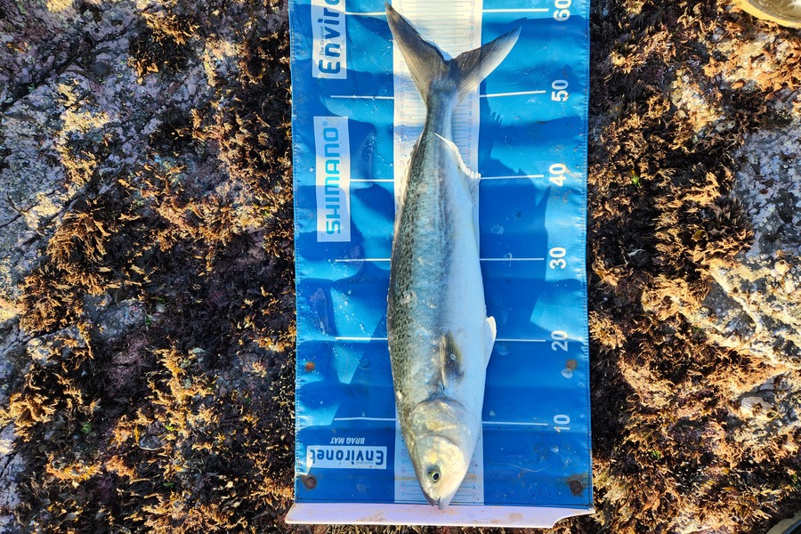 Levi Gibbs caught this 54.0cm Kahawai at Northland during The Export NZ Fishing Competition