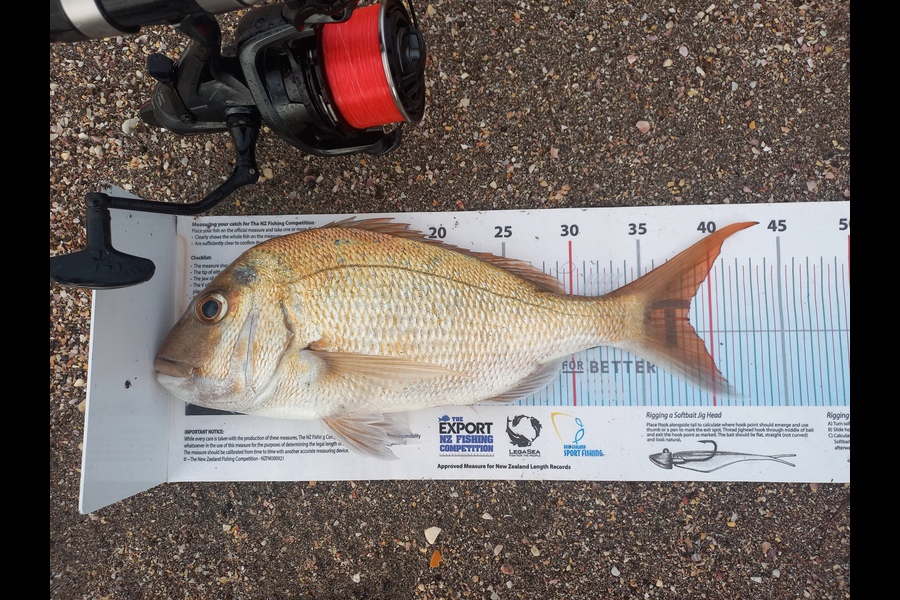 Andrew Tohu caught this 38.0cm Snapper at Northland during The Export NZ Fishing Competition