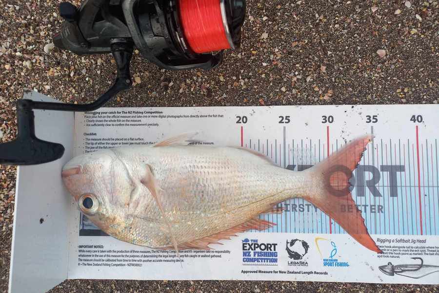 Michelle Venables caught this 32.5cm Snapper at Northland during The Export NZ Fishing Competition