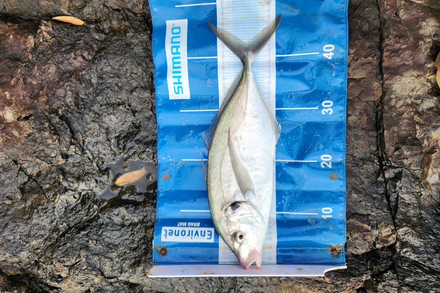 Levi Gibbs caught this 42.0cm Trevally at Northland during The Export NZ Fishing Competition