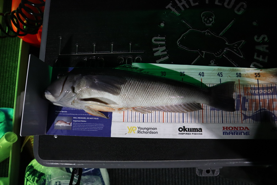 Mark Cotton caught this 48.0cm Blue Cod at Nelson/Marlborough during The Export NZ Fishing Competition