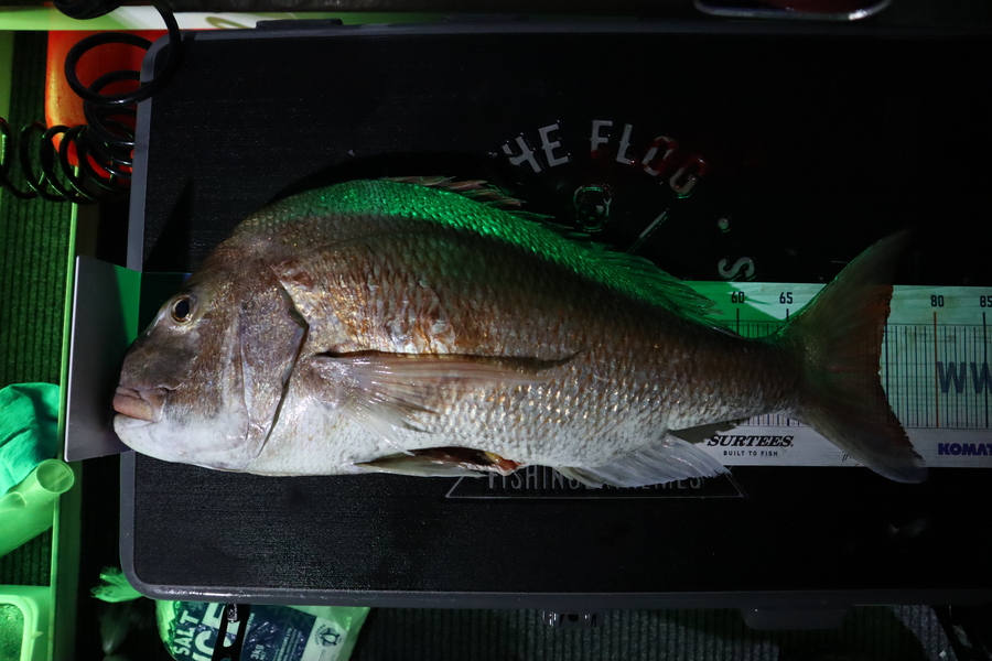 Mark Cotton caught this 74.0cm Snapper at Nelson/Marlborough during The Export NZ Fishing Competition