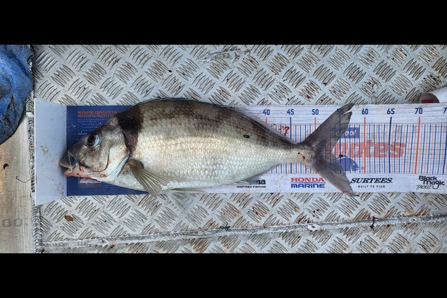 Greg Gibbons caught this 53.0cm Tarakihi at Nelson/Marlborough during The Export NZ Fishing Competition