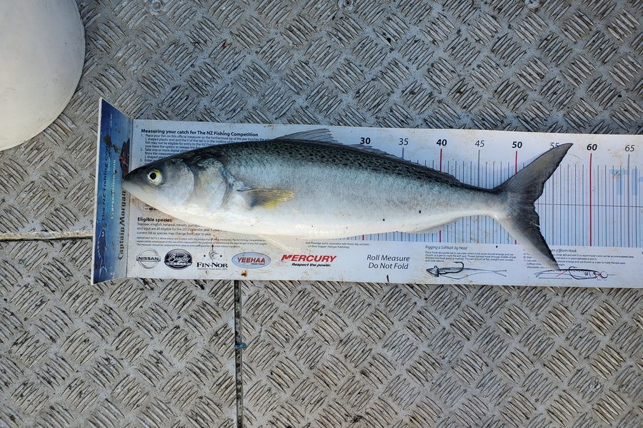 Darren Jones caught this 52.0cm Kahawai at Bay of Plenty during The Export NZ Fishing Competition