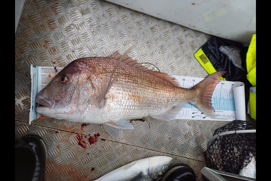 Curtis  Harris caught this 80.0cm Snapper at Northland during The Export NZ Fishing Competition