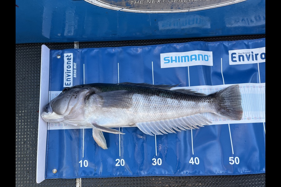 Sam Macklin caught this 53.5cm Blue Cod at Nelson/Marlborough during The Export NZ Fishing Competition