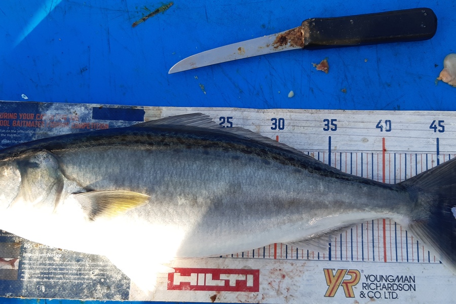 Dan Musson caught this 46.0cm Kahawai at Wellington during The Export NZ Fishing Competition