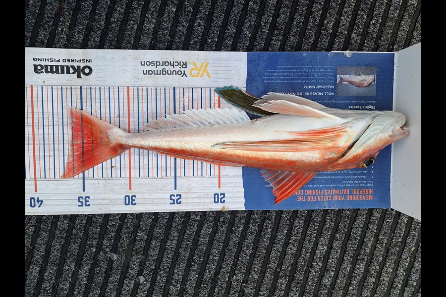 Harry Kovacs caught this 36.0cm Gurnard at Wellington during The Export NZ Fishing Competition