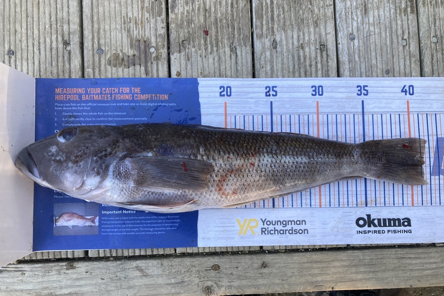 Shannon Scholes caught this 41.0cm Blue Cod at Nelson/Marlborough during The Export NZ Fishing Competition