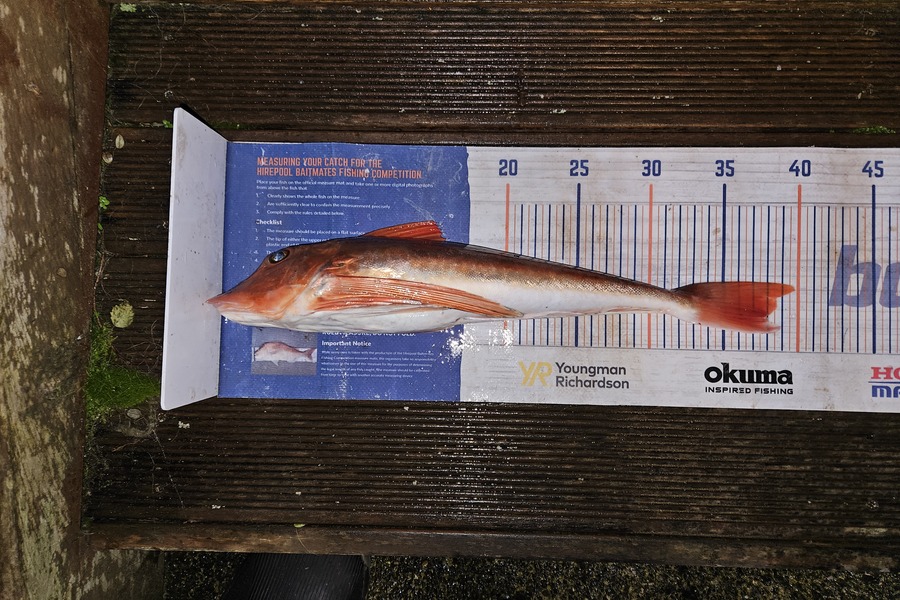 David Kovacs caught this 37.5cm Gurnard at Wellington during The Export NZ Fishing Competition