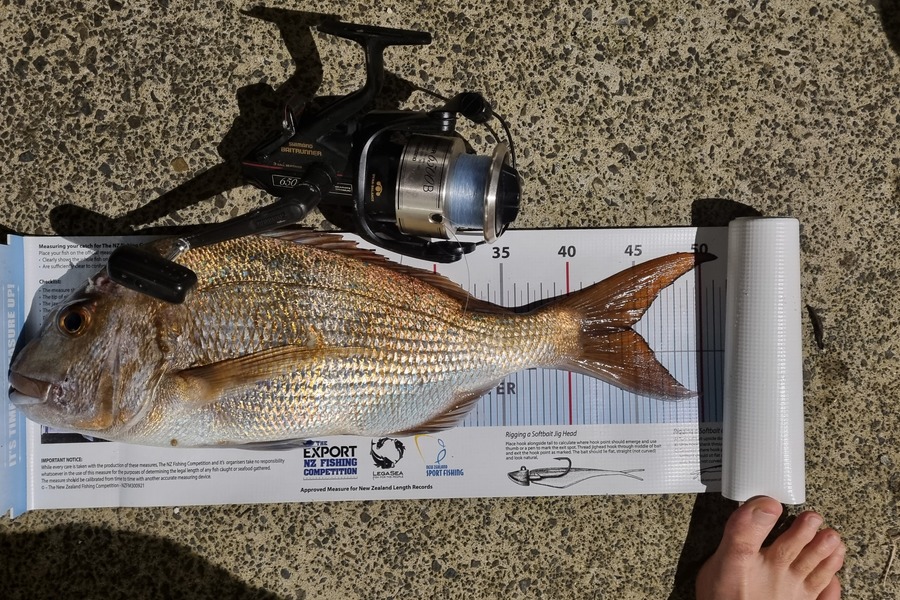 Jeremy Coakley caught this 44.5cm Snapper at Auckland during The Export NZ Fishing Competition