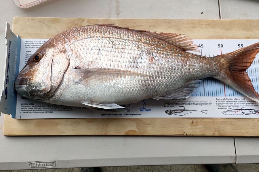 Steve  Nield caught this 55.5cm Snapper at Northland during The Export NZ Fishing Competition