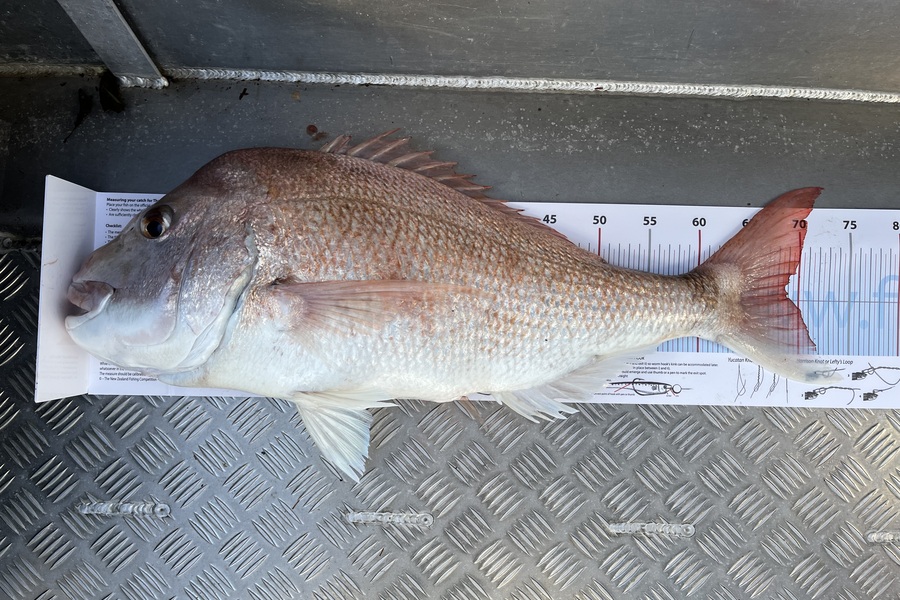 Aimee Dawson caught this 68.5cm Snapper at Auckland during The Export NZ Fishing Competition