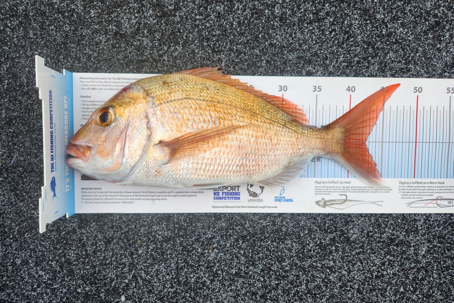 Sean Owbridge caught this 42.5cm Snapper at Auckland during The Export NZ Fishing Competition
