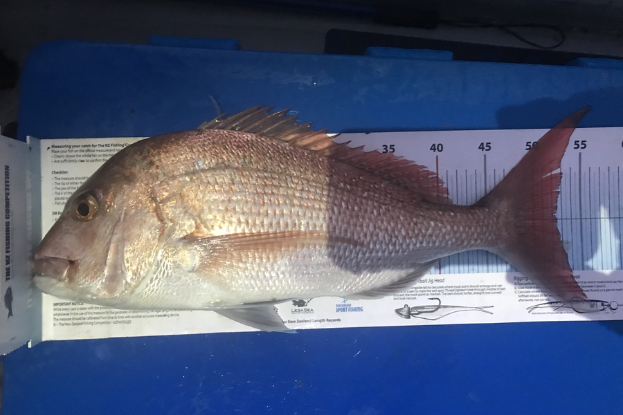 Kraig Steiner caught this 52.0cm Snapper at Northland during The Export NZ Fishing Competition