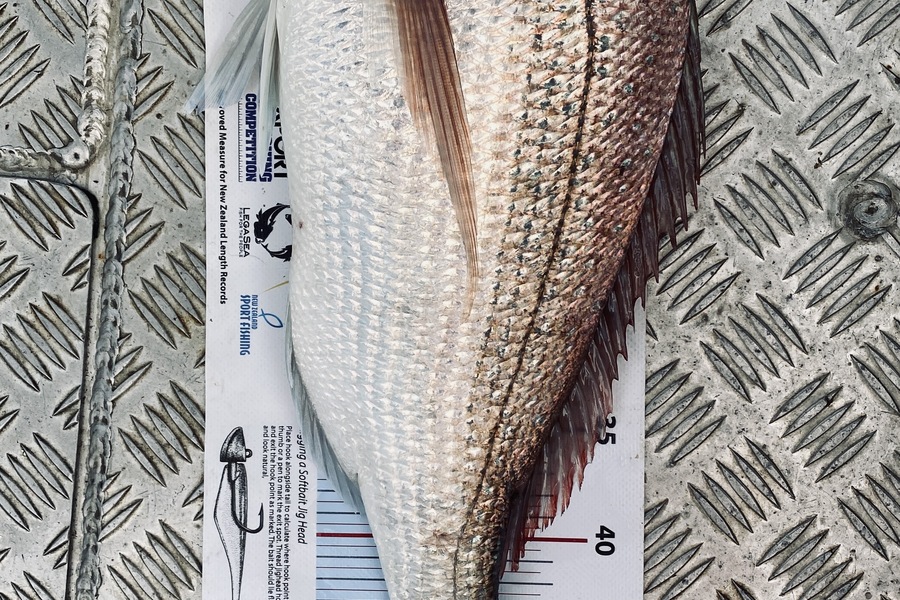 Alan Gow caught this 52.0cm Snapper at Auckland during The Export NZ Fishing Competition