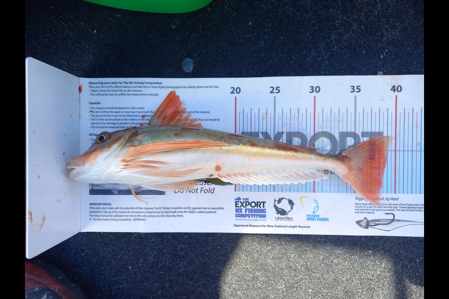Andrew Tohu caught this 38.0cm Gurnard at Northland during The Export NZ Fishing Competition