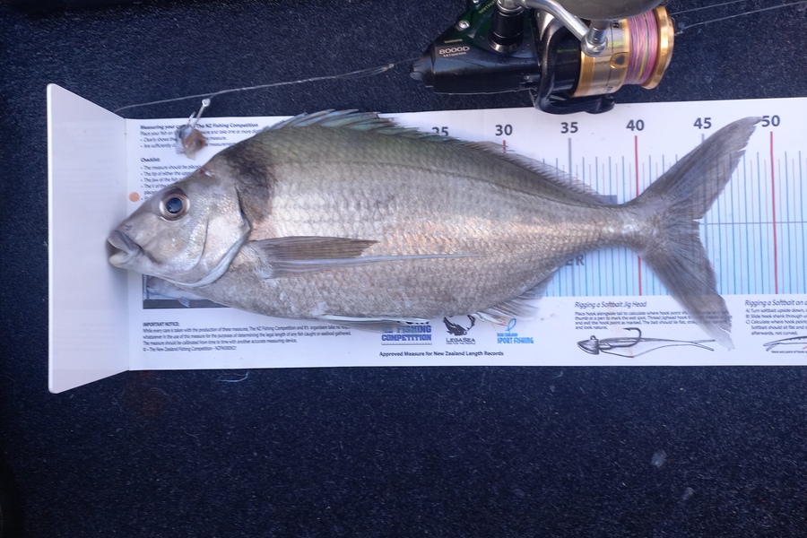 Andrew Tohu caught this 44.5cm Tarakihi at Northland during The Export NZ Fishing Competition