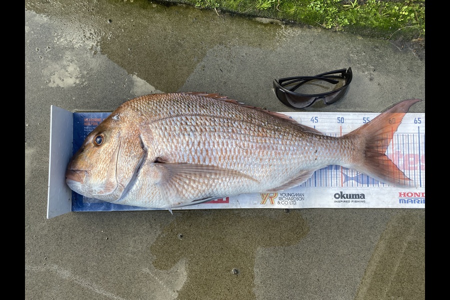 Mark Ray caught this 58.0cm Snapper at Bay of Plenty during The Export NZ Fishing Competition