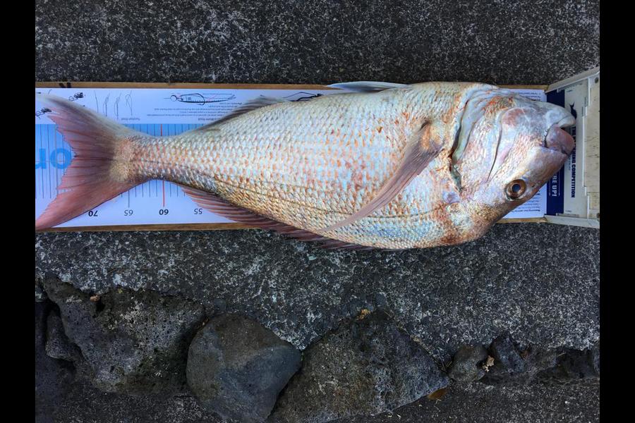 Philip Tate caught this 72.0cm Snapper at Auckland during The Export NZ Fishing Competition