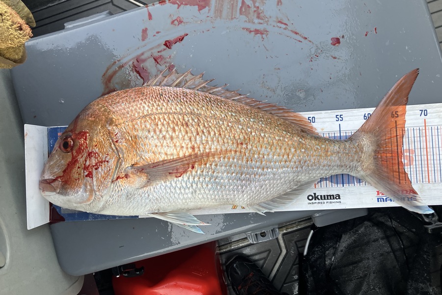 Tim  Kolk caught this 65.5cm Snapper at Nelson/Marlborough during The Export NZ Fishing Competition