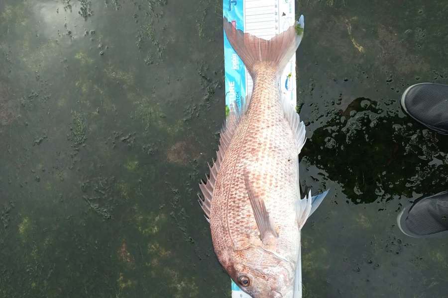 Marty benson caught this 75.0cm Snapper at Northland during The Export NZ Fishing Competition