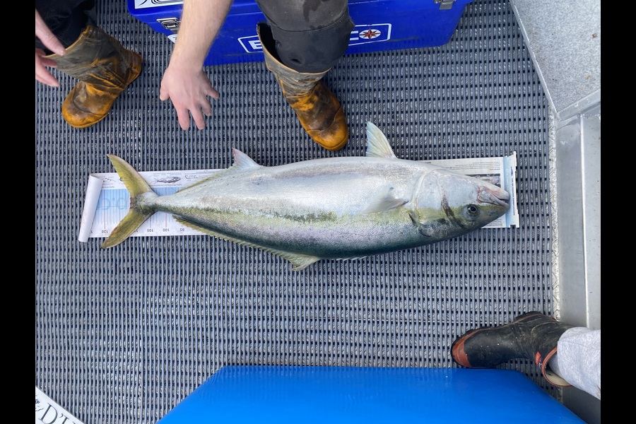 Karl Puklowski  caught this 111.5cm Kingfish at Nelson/Marlborough during The Export NZ Fishing Competition